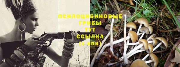 ПСИЛОЦИБИНОВЫЕ ГРИБЫ Белокуриха